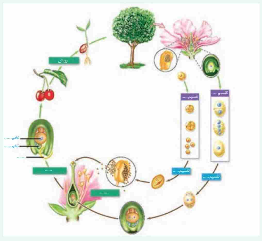 چرخه زندگی یک گیاه نهان دانه