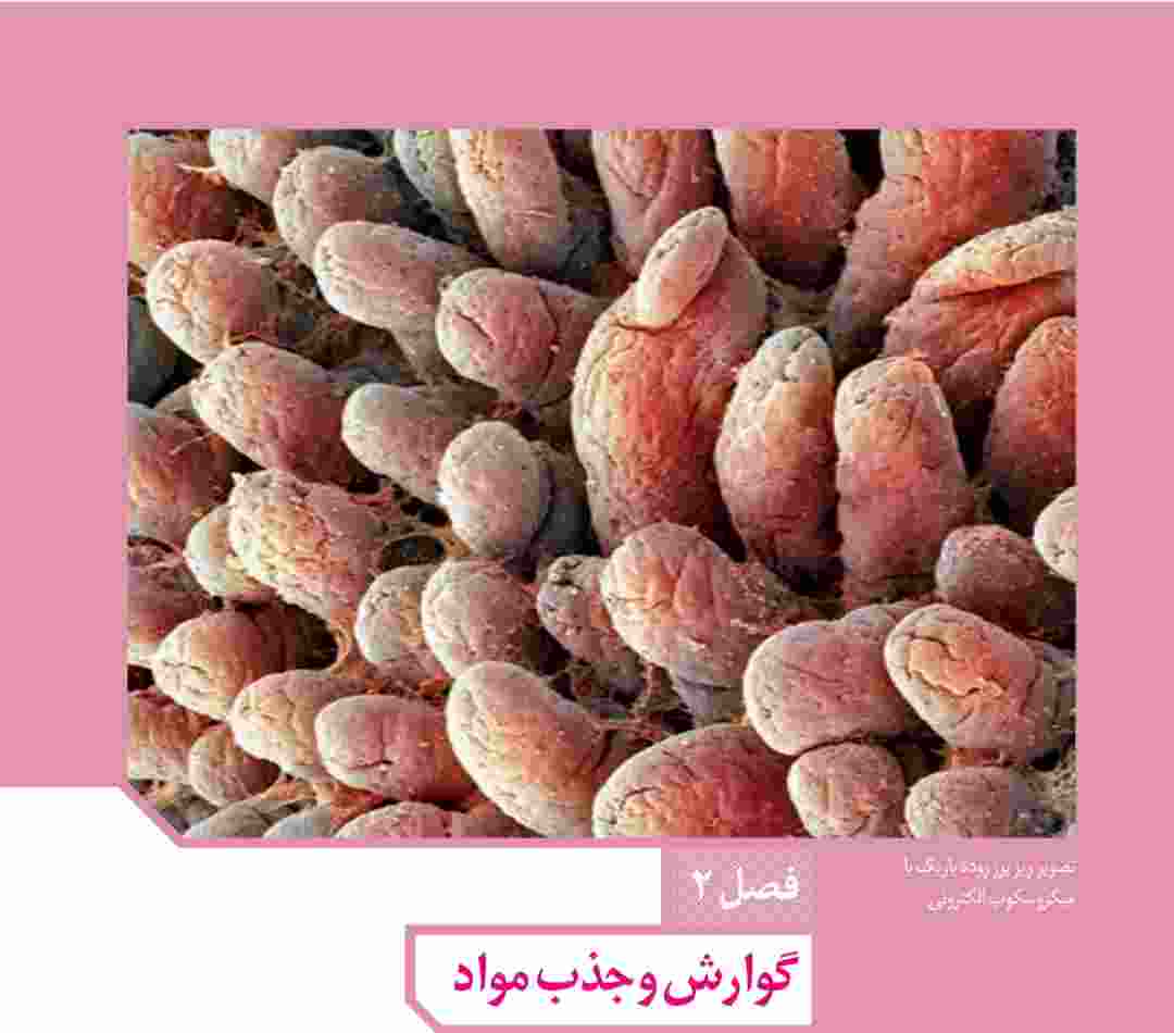 تصویر ریز پرز رودۀ باریک با میکروسکوپ الکترونی