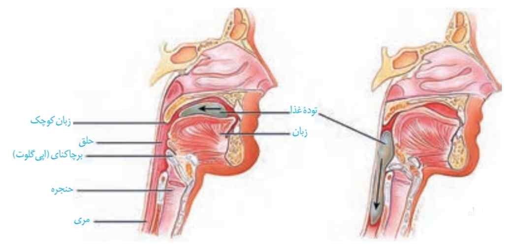هنگام بلع فقط راه مری برای عبور غذا باز است