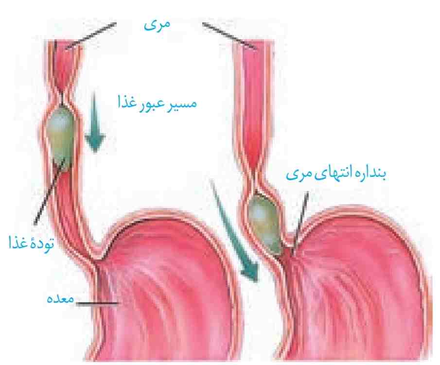 حرکات کرمی، غذا را در طول مری حرکت می‌دهند