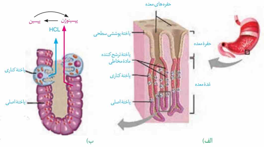 غده‌های معده ب) یاخته‌های غده‌های معده، مواد مختلف شیرۀ معده را ترشح می‌کنند