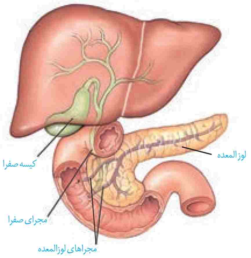 صفرا از راه مجاری صفراوی کبد به یک مجرای مشترک وارد و در کیسه صفرا ذخیره می‌شود