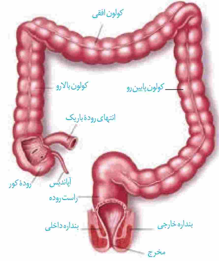 بخش‌های انتهایی لوله گوارش
