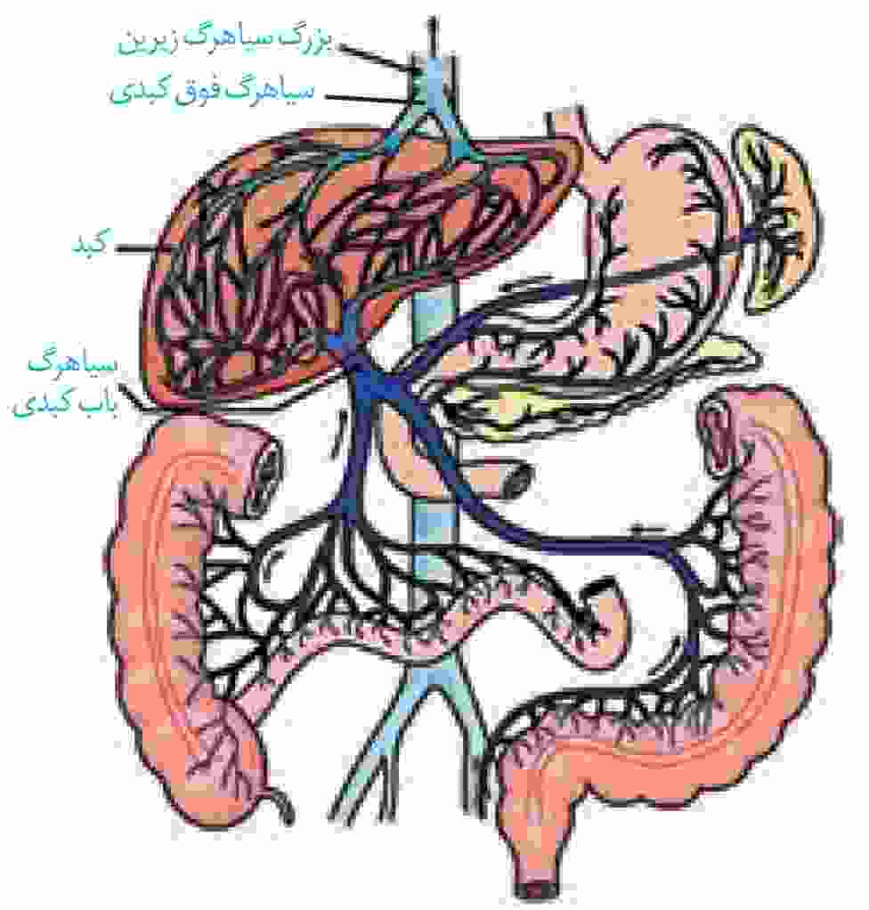 سیاهرگ باب و فوق کبدی