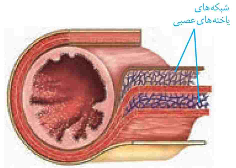 شبکه‌های یاخته‌های عصبی لولۀ گوارش در زیر مخاط و لایۀ ماهیچه‌ای