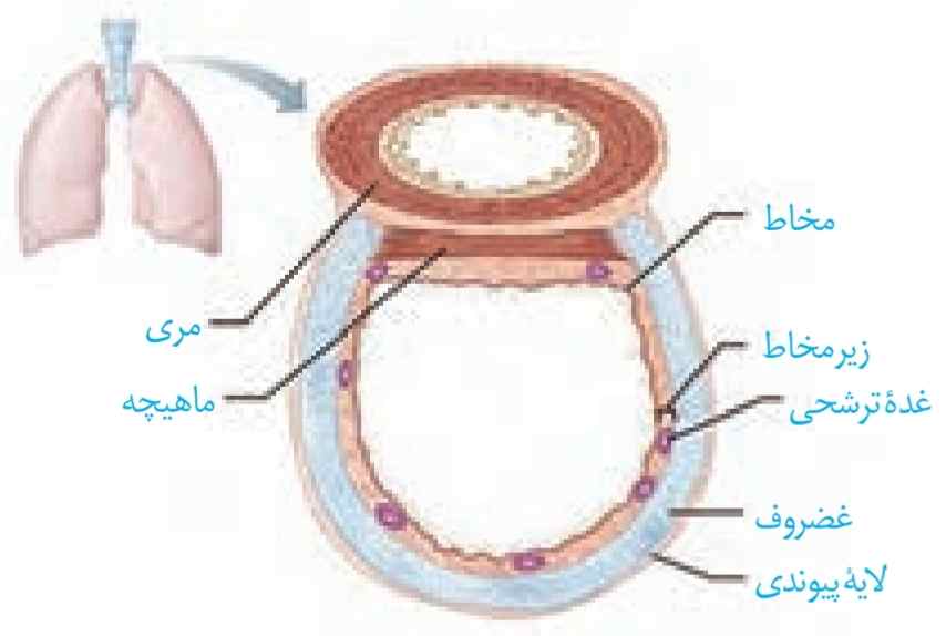ساختار بافتی دیواره نای. دیواره نای از بیرون به درون