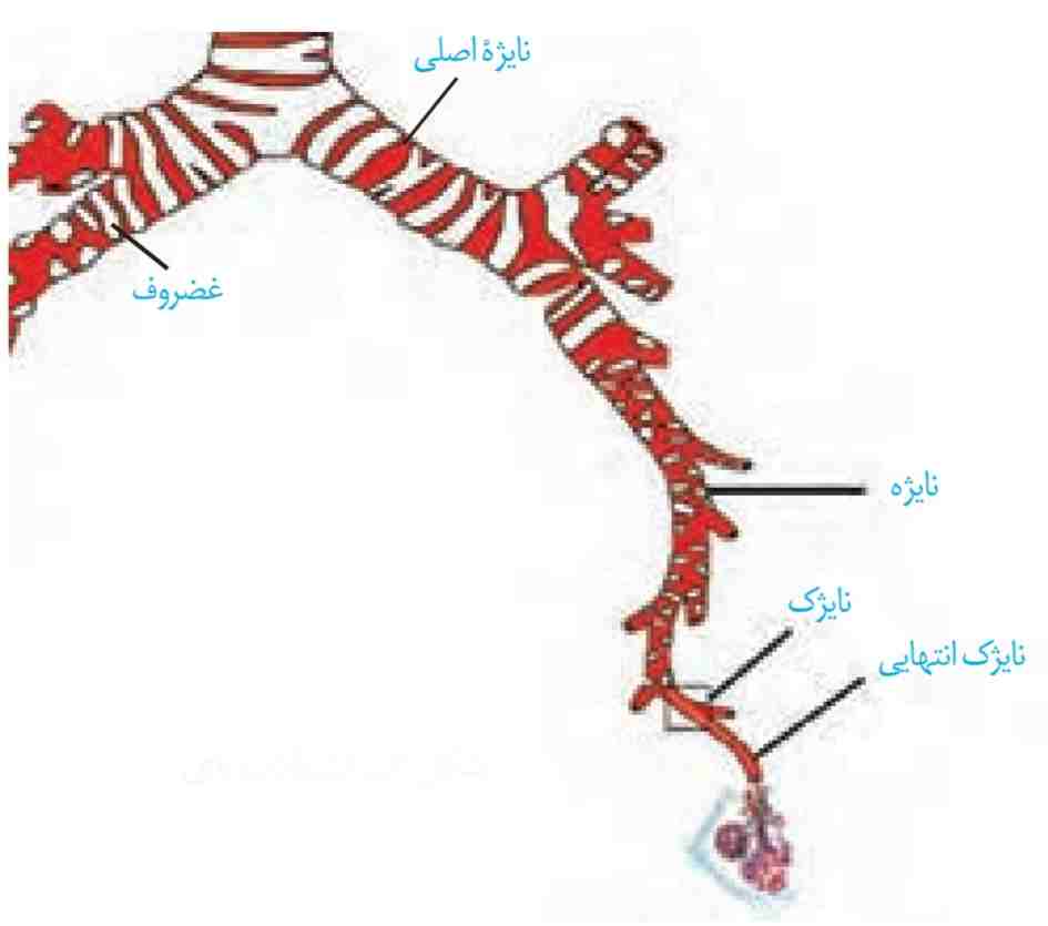 انشعابات نای