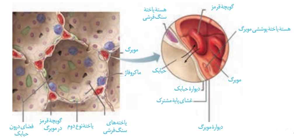 ساختار حبابک‌ها