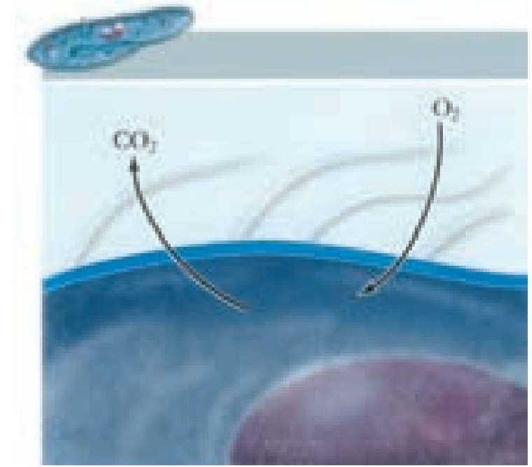 تنفس از طریق انتشار در تک یاخته‌ای‌ها (پارامسی)