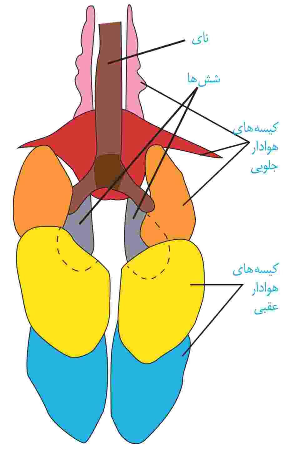 دستگاه تنفسی در پرندگان