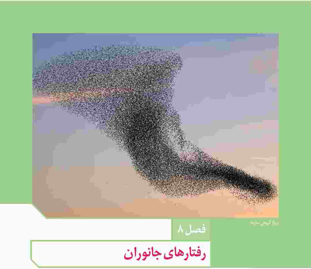 رفتارهای جانوران