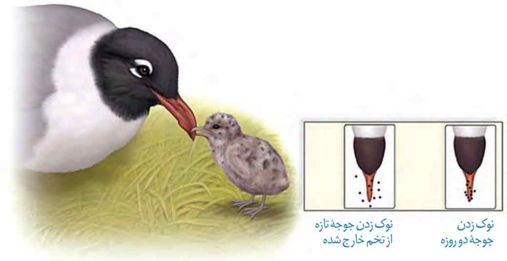 اصلاح رفتار درخواست غذا در جوجه کاکایی