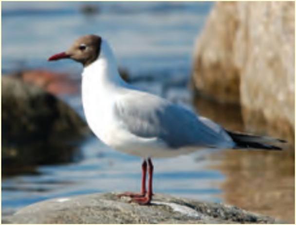کاکایی سر سیاه (Larus ridibundus)