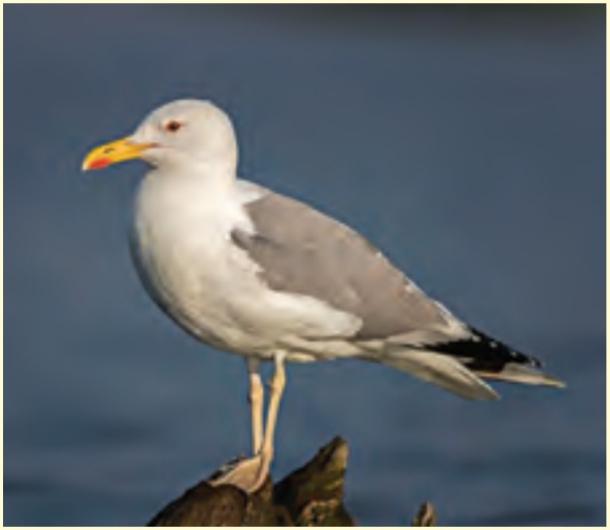 کاکایی خزری (Larus cachinnans)