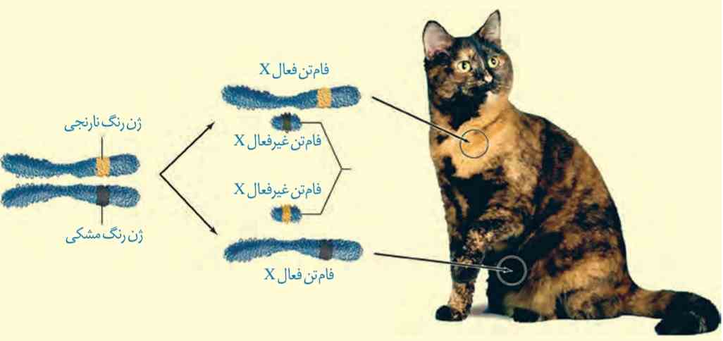یکی از فام‌تن‌های X به صورت تصادفی غیرفعال