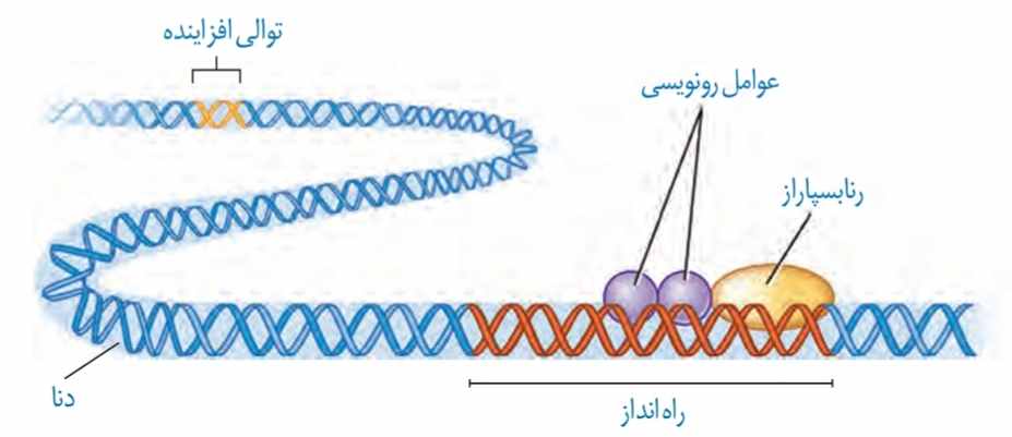 تنظیم بیان ژن در یوکاریوت‌ها