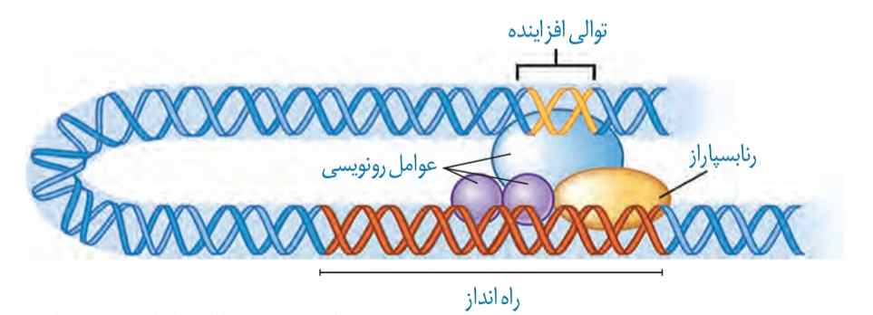 توالی افزاینده و عوامل رونویسی متصل به آن