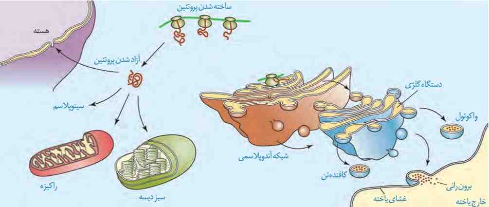 سرنوشت پروتئین‌های ساخته شده در سیتوپلاسم