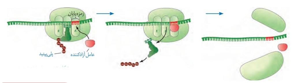 مرحله پایان ترجمه