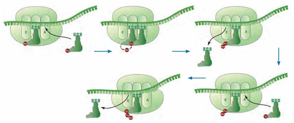 مرحله طویل شدن ترجمه