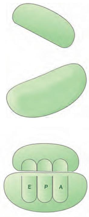 ترتیب قرارگیری زیر واحدهای رِناتَن