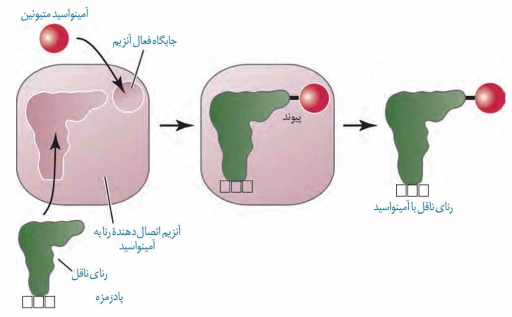 نحوه پیوستن آمینواسید به رنای ناقل مربوط به خود توسط آنزیم