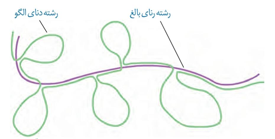 طرح ساده‌ای از رشته الگوی مولکول دنا و رنای بالغ حاصل از آن