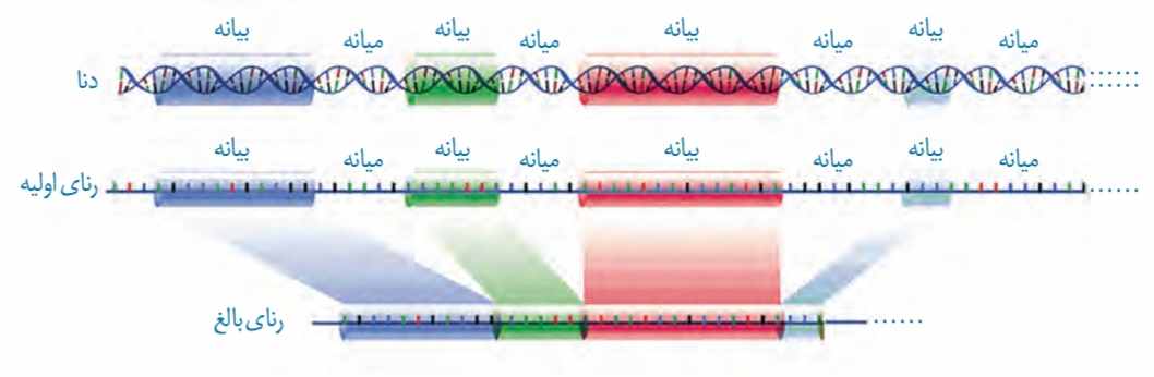 پیرایش در بخشی از رنای یک ژن