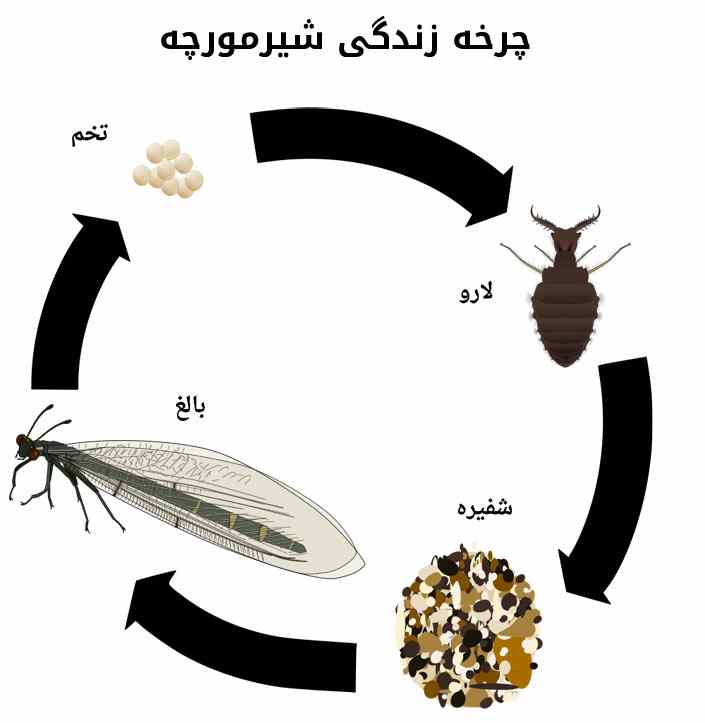 شیر مورچه