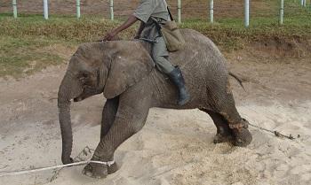 درماندگی آموخته شده