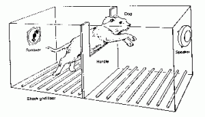 درماندگی آموخته شده