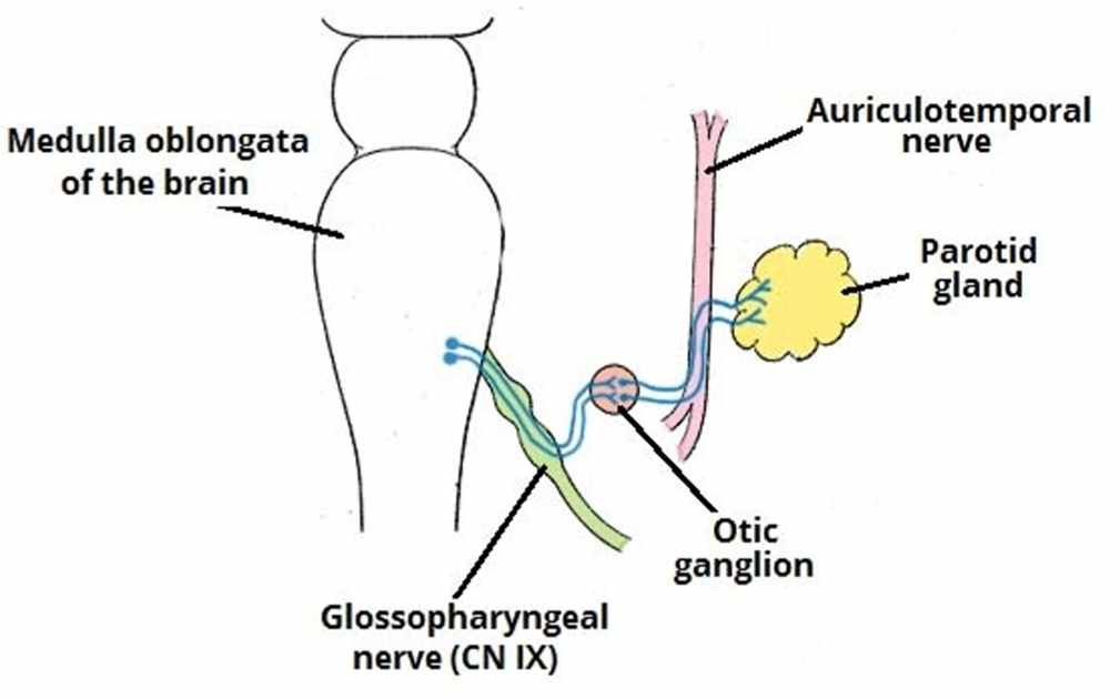 ترشح غده پاروتید