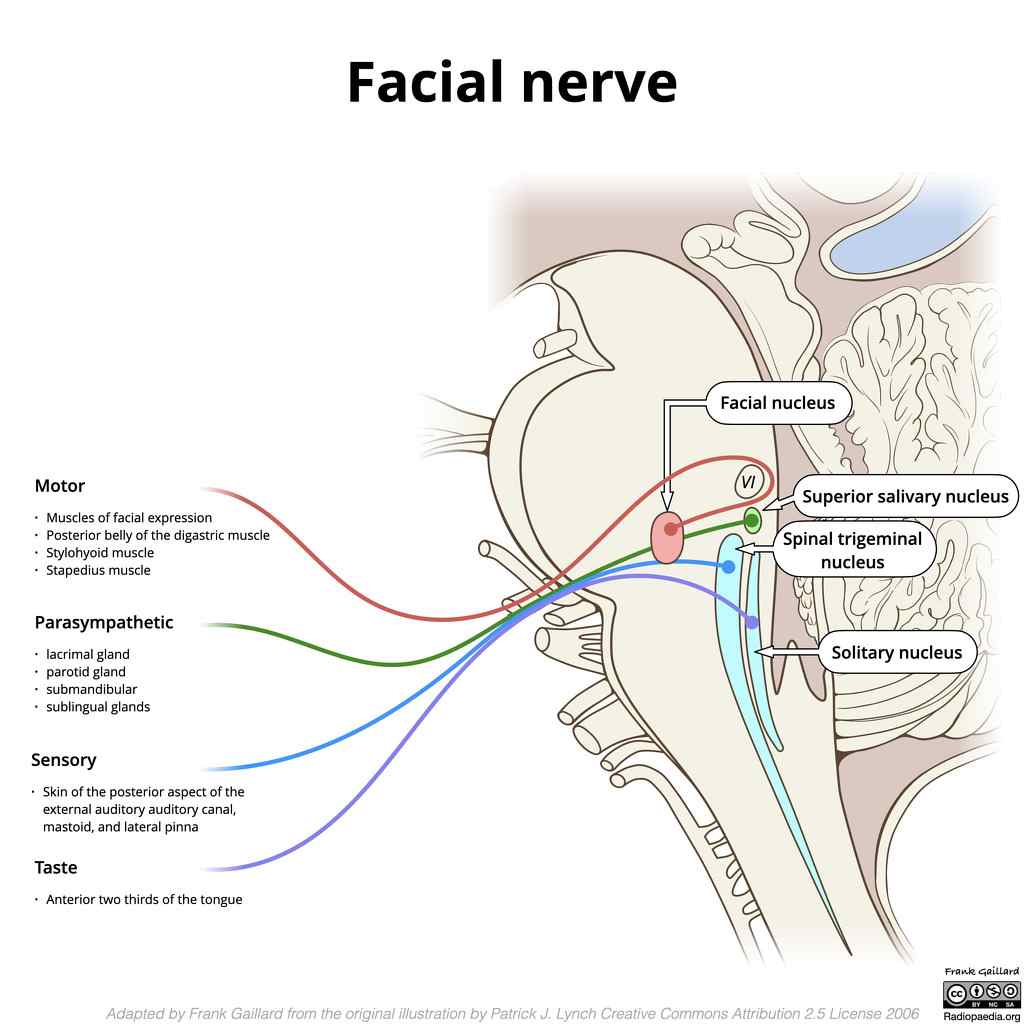 عصب facial