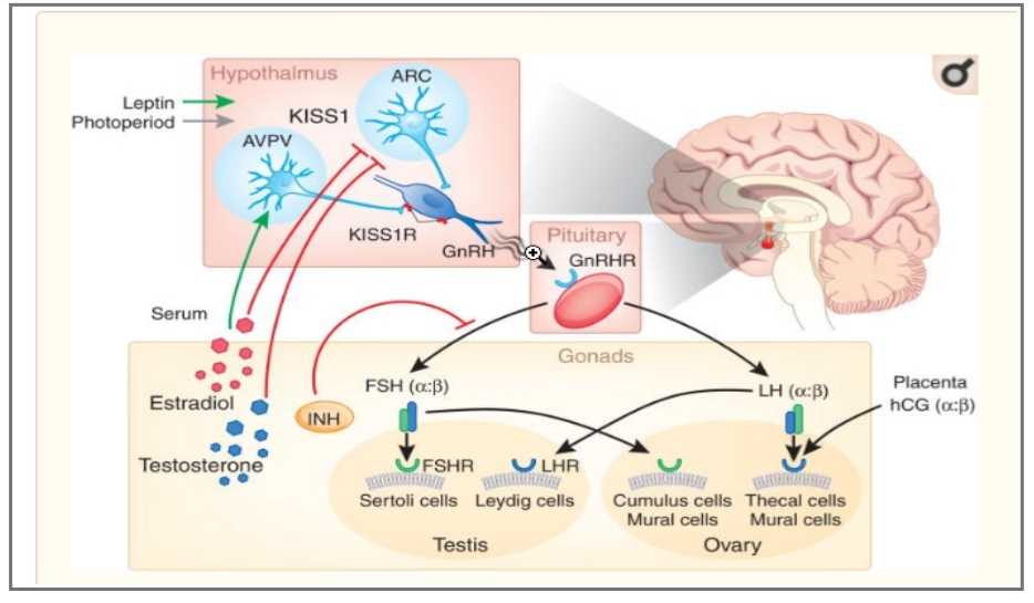 پالس GnRH و شروع بلوغ در پستانداران