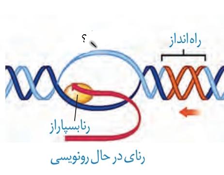 رونویسی