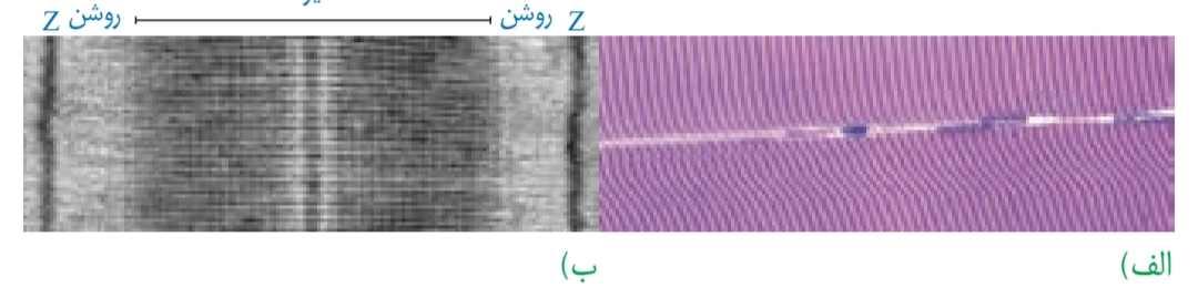 تصویر میکروسکوپی از الف) ساختار ماهیچه مخطط و ب) سارکومر