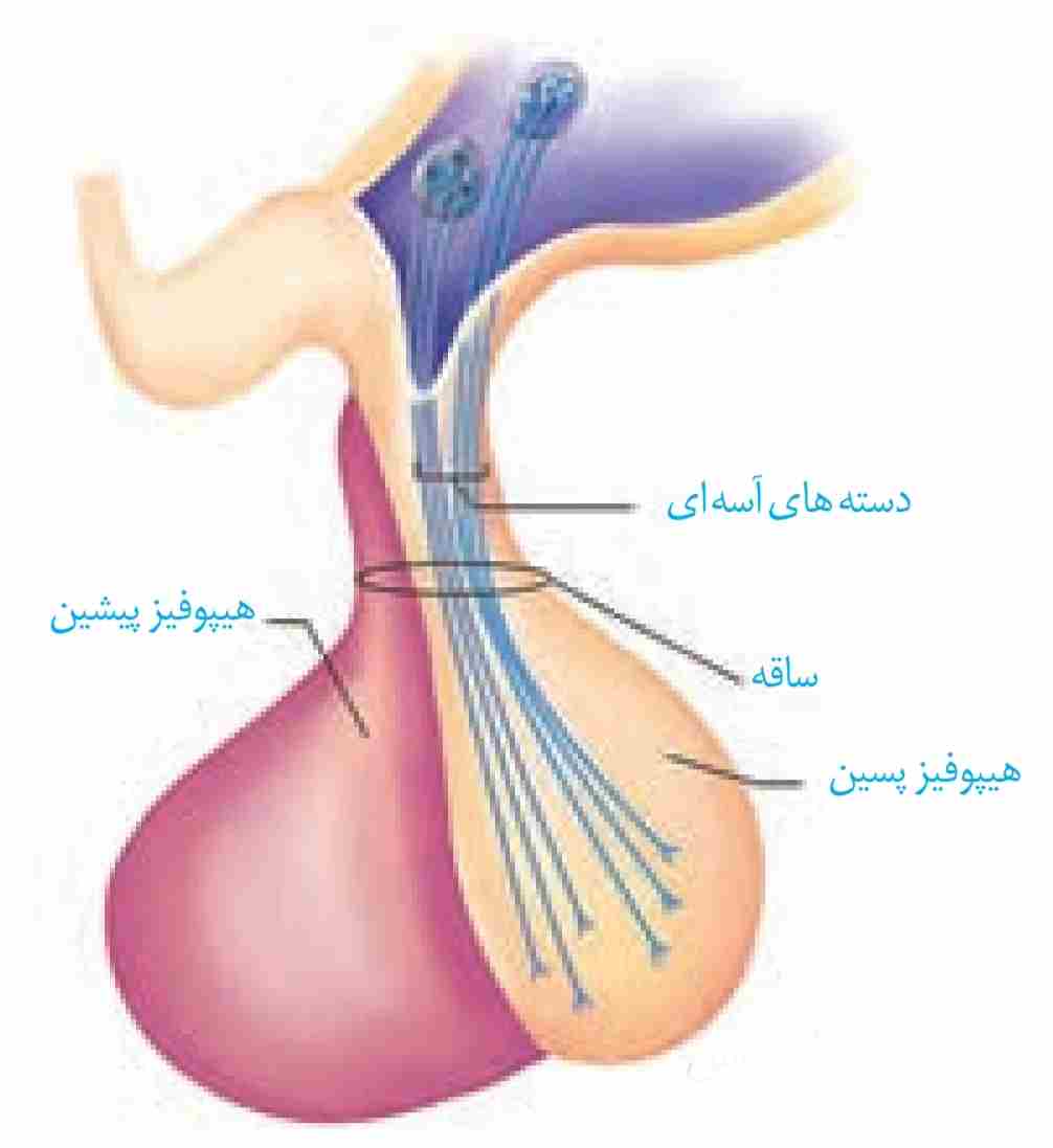 ارتباط بخش پسین با هیپوتالاموس