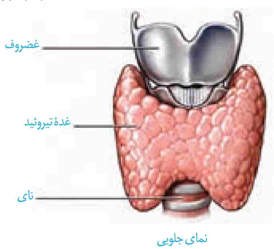 غده تیروئید
