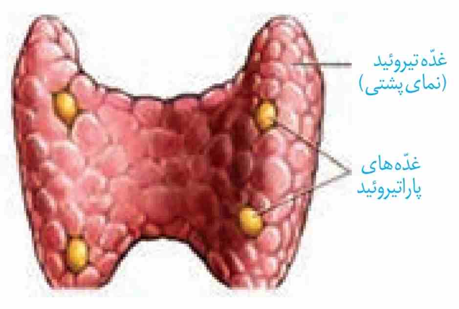 غدّه‌های پاراتیروئید