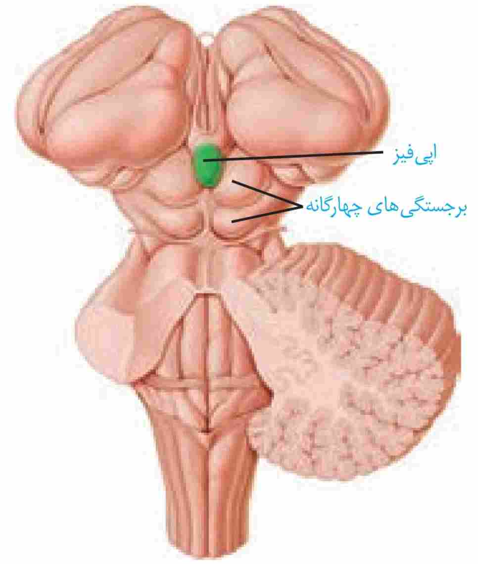 جایگاه غدّه اپی‌فیز