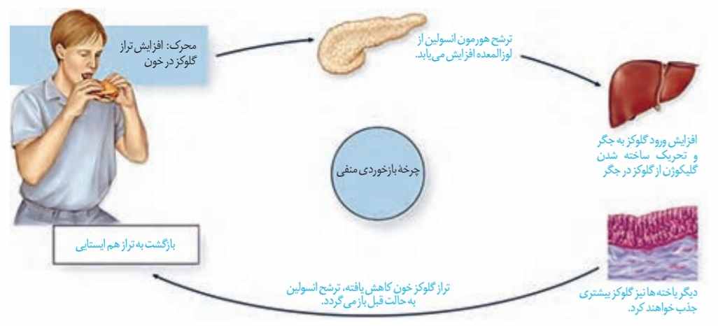تنظیم بازخورد گلوکز با بازخورد منفی
