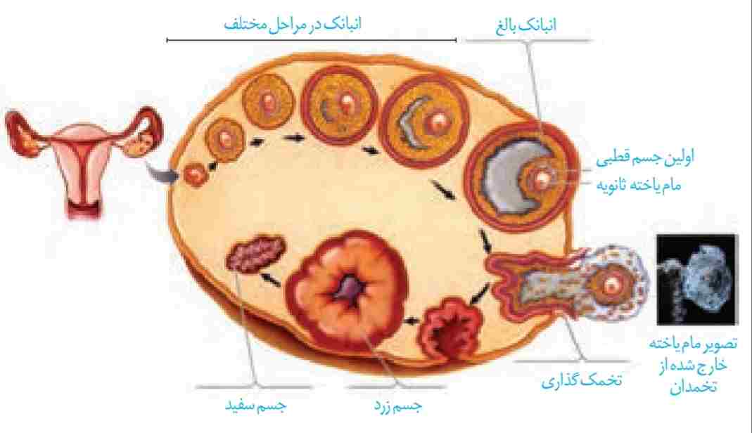 تخمدان و تغییرات آن در دوره جنسی