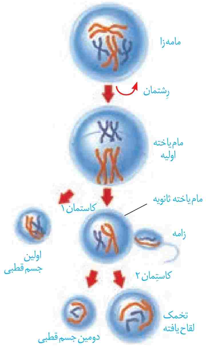 مراحل تخمک‌زایی