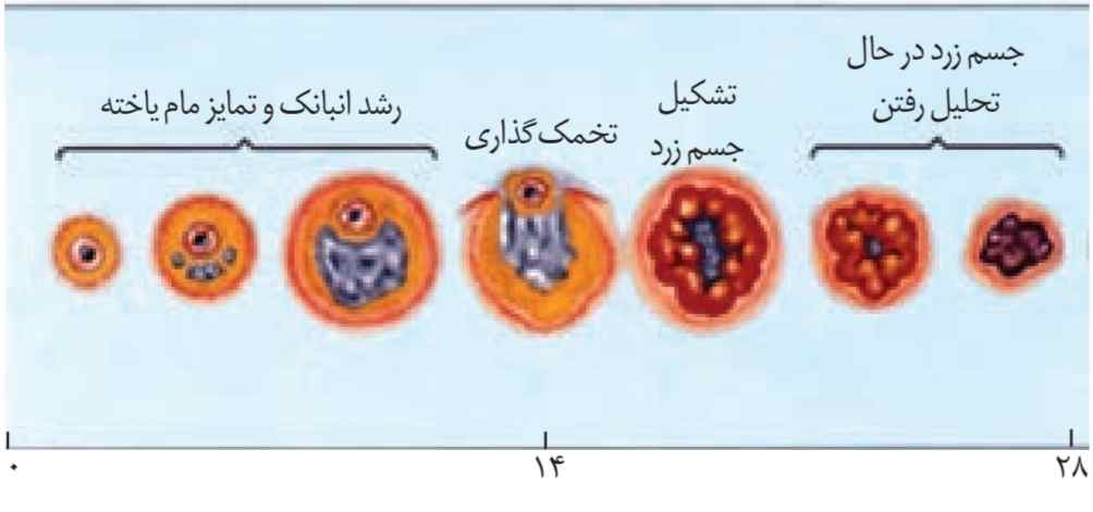 چرخۀ تخمدانی