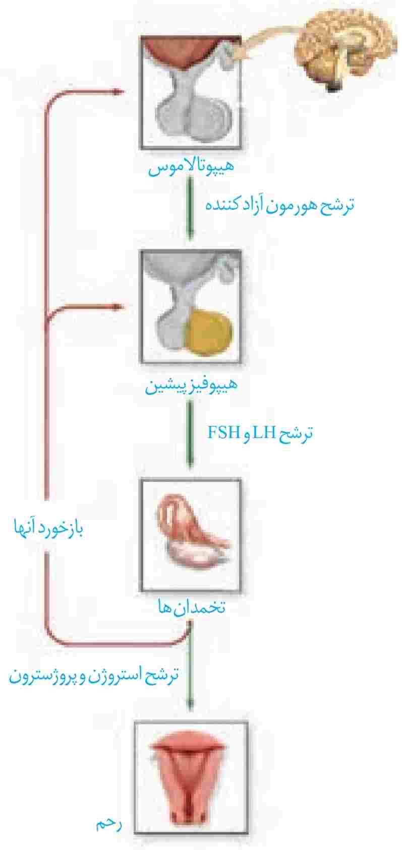 غدد هورمون‌های مؤثر در تولیدمثل زن