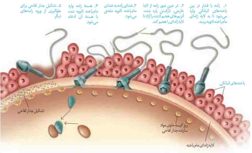 برخورد و نفوذ زامه در مام یاخته