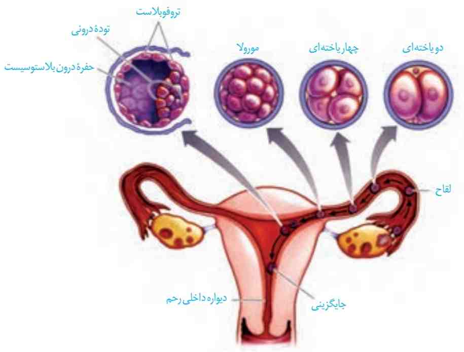 مراحل اولیۀ رشد جنین