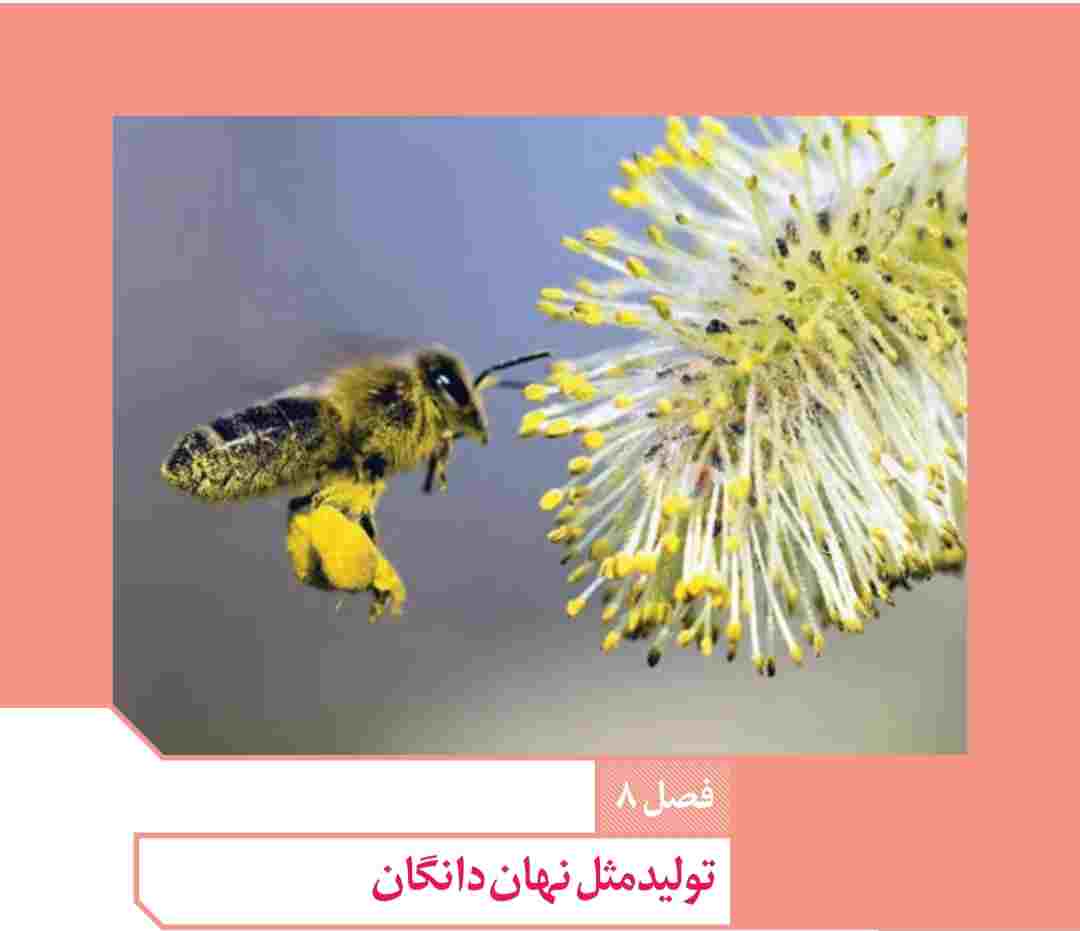 تولیدمثل نهاندانگان