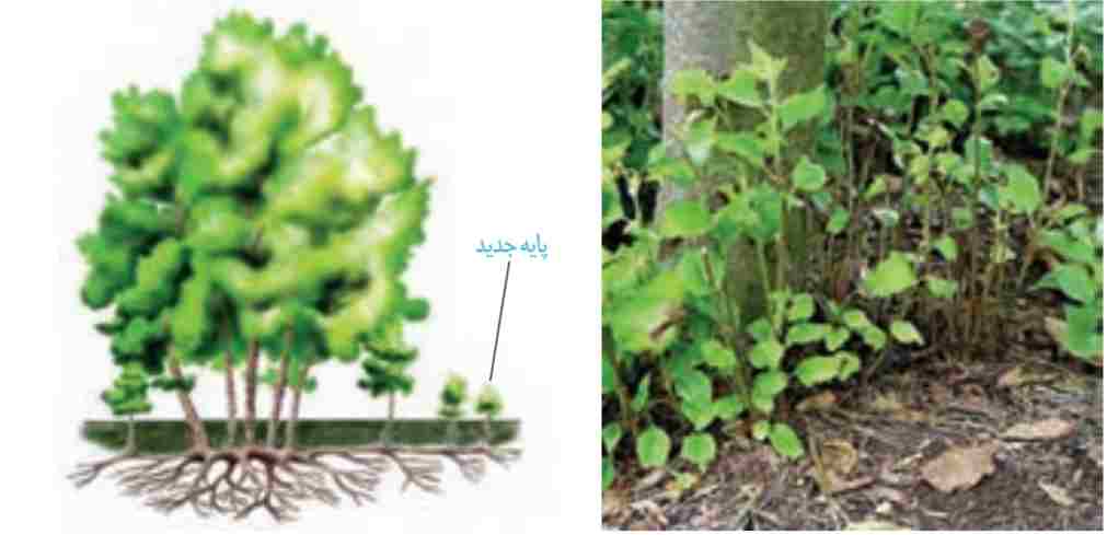 تشکیل درختهای جدید از جوانههای روی ریشه