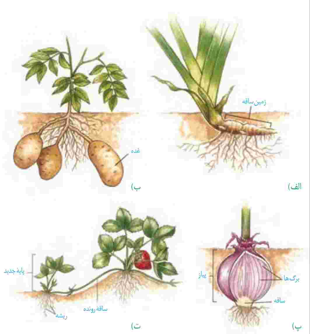 ساقههای تخصصیافته برای تولیدمثل غیرجنسی